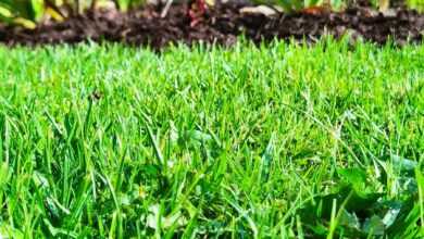 a close up of a grass field with a tree in the background