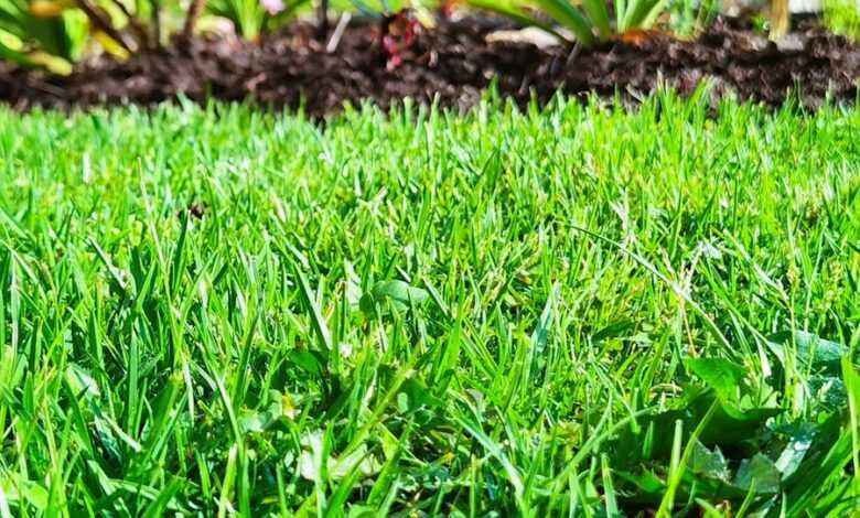 a close up of a grass field with a tree in the background