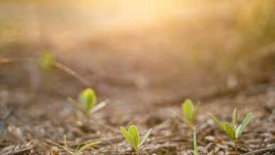 green leaves on brown soil