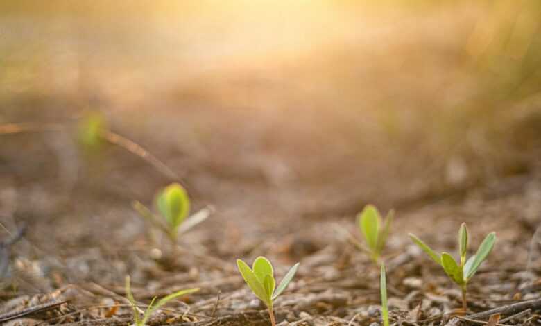 green leaves on brown soil