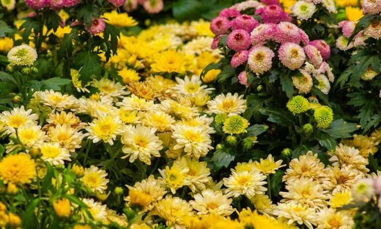 selective focus photography of variety of flowers