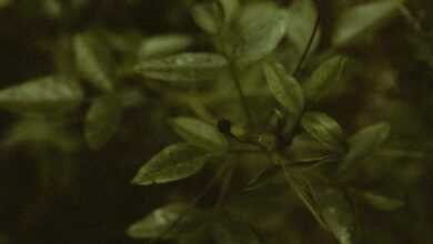 a close up of a plant with leaves