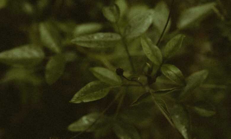 a close up of a plant with leaves