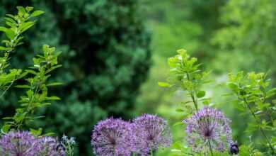 purple petaled flowers