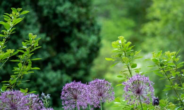 purple petaled flowers