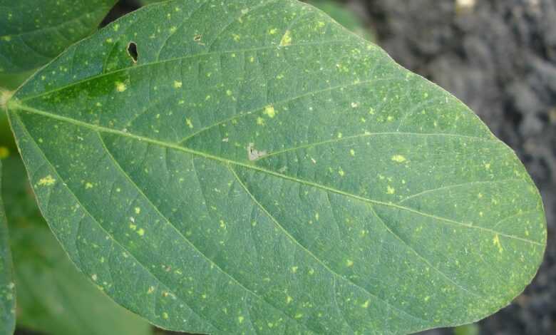 leaf, sheets, soy