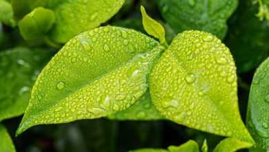 leaf, green, foliage