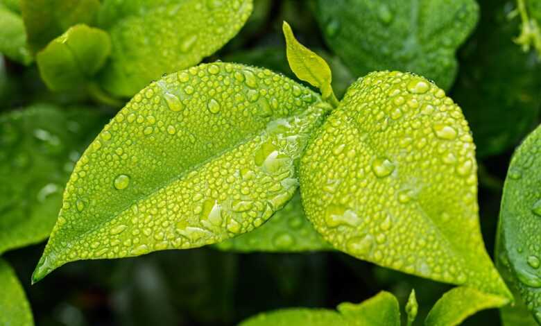 leaf, green, foliage