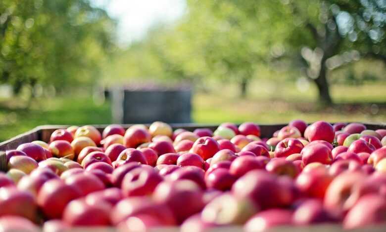 apples, fruits, farm