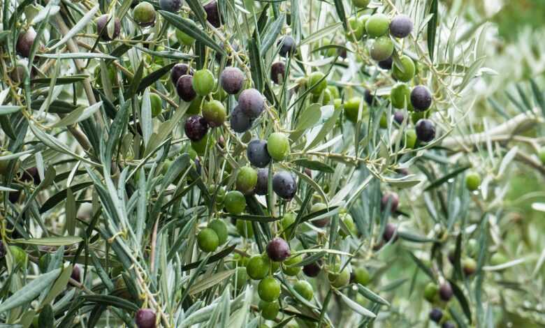 olive, green, olives