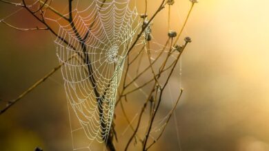 cobweb, dew, branches, twigs, web, spider web, silk, dewdrops, trap, nature, moist, web, web, spider web, spider web, spider web, spider web, spider web, trap, trap