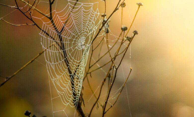 cobweb, dew, branches, twigs, web, spider web, silk, dewdrops, trap, nature, moist, web, web, spider web, spider web, spider web, spider web, spider web, trap, trap