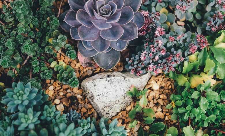 succulents, plants, garden