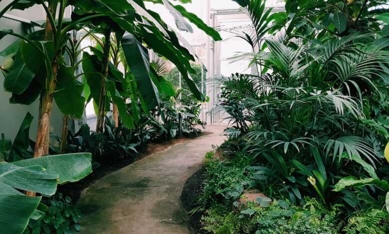 Photography of Pathway Surrounded by Plants