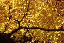 beech, yellow, leaves, nature, fagus, deciduous tree, autumn, forest, fall