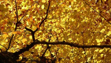beech, yellow, leaves, nature, fagus, deciduous tree, autumn, forest, fall