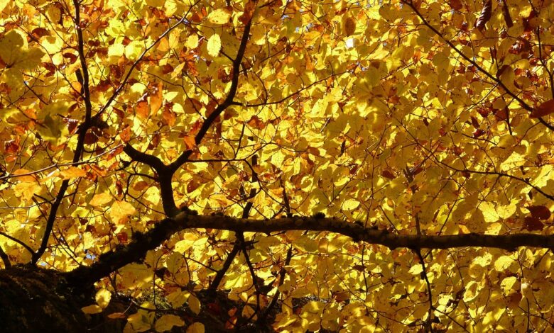 beech, yellow, leaves, nature, fagus, deciduous tree, autumn, forest, fall