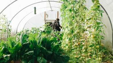 Photo of Man Standing Surrounded by Green Leaf Plants