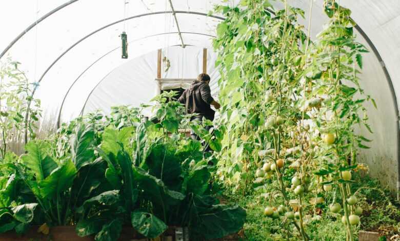 Photo of Man Standing Surrounded by Green Leaf Plants