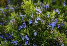 rosemary, blossoms, blue, violet, rosmarinus officinalis, rosmarinus, subshrub, lip petals, lamiaceae, wild rosemary, shrub, branches, fragrant, aromatic, provence kräutermischung, aromatic plant, mediterranean, fragrant plant, seasoning, rosemary, rosemary, rosemary, rosemary, rosemary