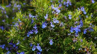 rosemary, blossoms, blue, violet, rosmarinus officinalis, rosmarinus, subshrub, lip petals, lamiaceae, wild rosemary, shrub, branches, fragrant, aromatic, provence kräutermischung, aromatic plant, mediterranean, fragrant plant, seasoning, rosemary, rosemary, rosemary, rosemary, rosemary