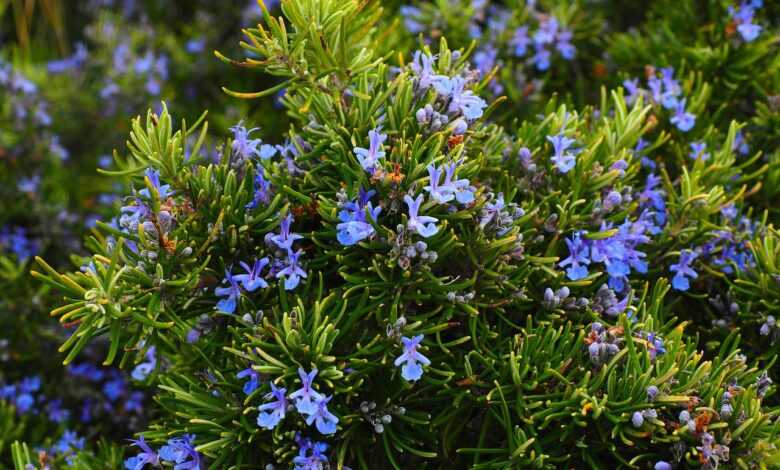 rosemary, blossoms, blue, violet, rosmarinus officinalis, rosmarinus, subshrub, lip petals, lamiaceae, wild rosemary, shrub, branches, fragrant, aromatic, provence kräutermischung, aromatic plant, mediterranean, fragrant plant, seasoning, rosemary, rosemary, rosemary, rosemary, rosemary