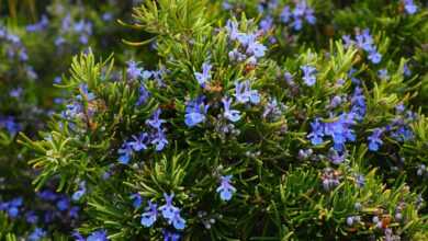 rosemary, blossoms, blue