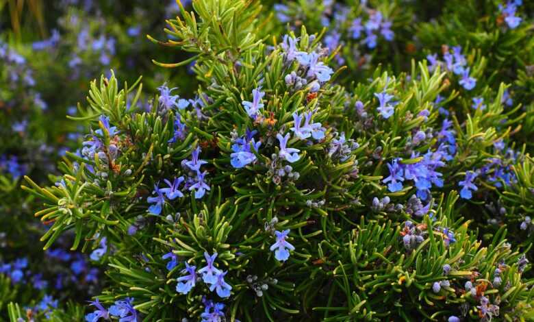 rosemary, blossoms, blue