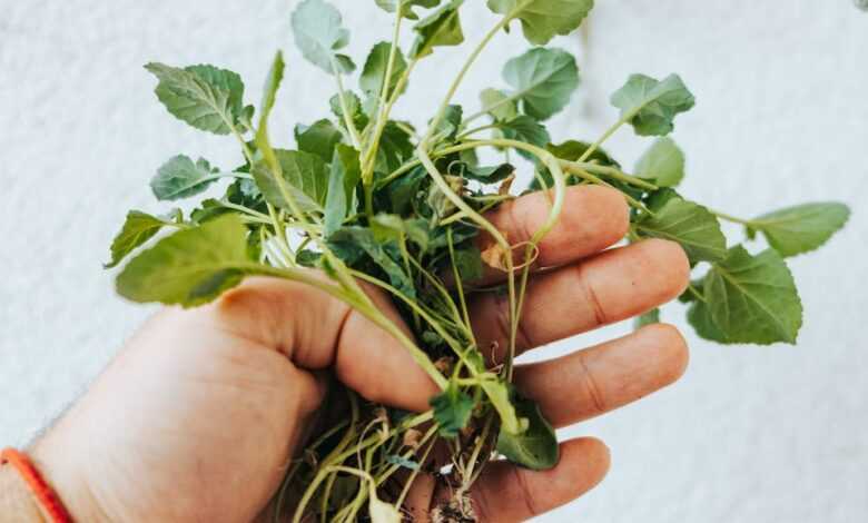 A Person Holding Vegetable Plant Seedlings