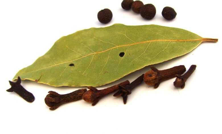 spices, cloves, laurels, nature, bay leaf, leaf