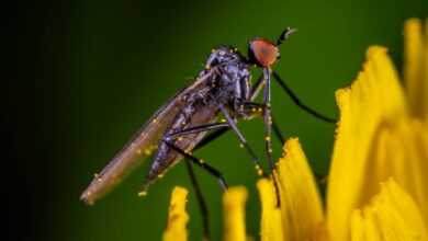 Macro Photo of Black and Red Robber Fly