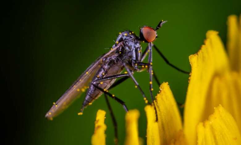 Macro Photo of Black and Red Robber Fly