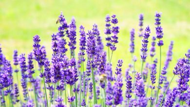 lavenders, flowers, garden, beautiful flowers, lavender field, purple flowers, bloom, blossom, flora, nature, inflorescence, flower wallpaper, lavandula angustifolia, scented plants, medicinal plants, flower background, fragrant, plants, lavender meadow, lavendula, fragrance