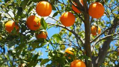 oranges, fruits, grove