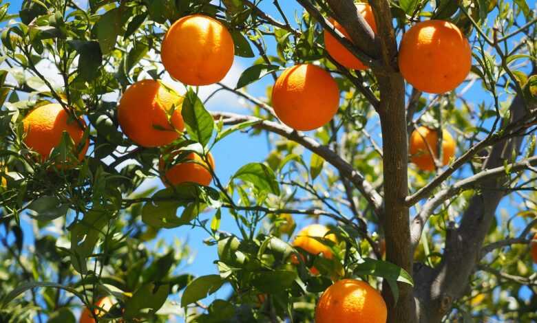 oranges, fruits, grove