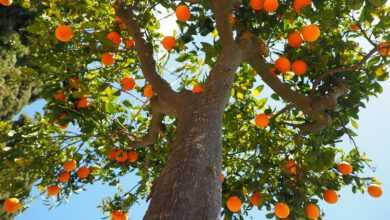 oranges, tree trunk, tribe