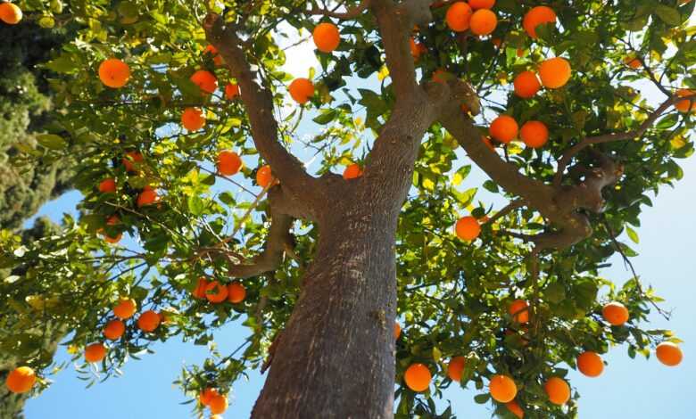 oranges, tree trunk, tribe