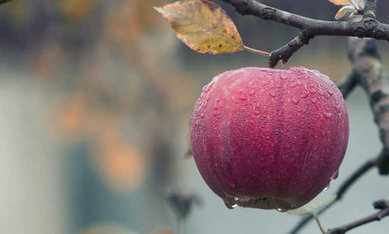 apple, water droplets, fruit