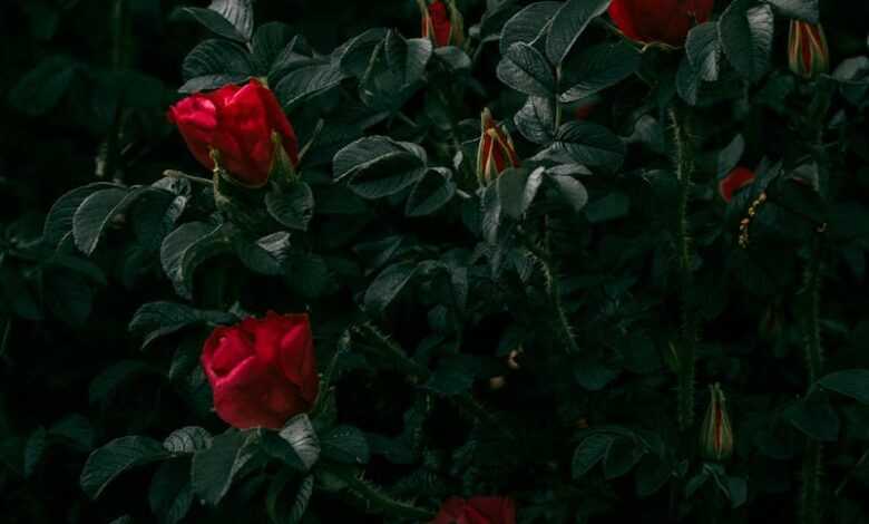 Blooming rosebush with red petals in twilight