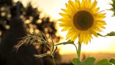 sunflower, flower, plant