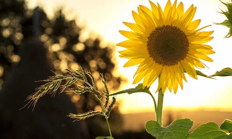 sunflower, flower, plant