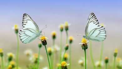 butterflies, beautiful flowers, flowers