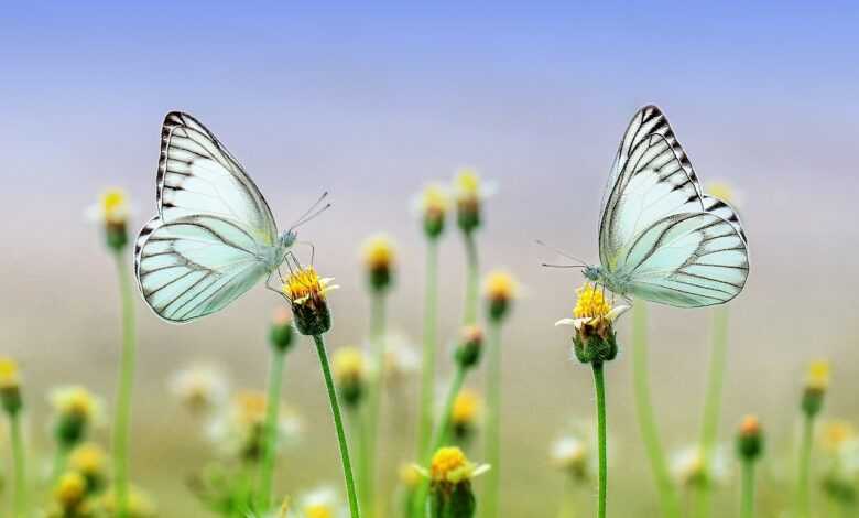 butterflies, beautiful flowers, flowers