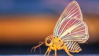 butterfly, insect, wings