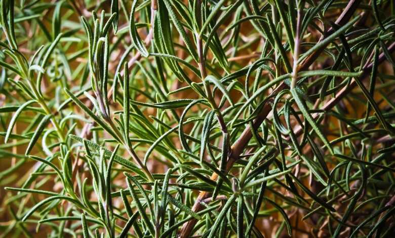 rosemary, plant, herbs, spice, food, organic, natural, fragrant, culinary herbs, rosmarinus, mediterranean, nature, rosemary, rosemary, rosemary, rosemary, rosemary, herbs