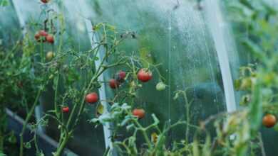 tomatoes, greenhouse, country house