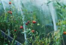 tomatoes, greenhouse, country house, tomato, vegetables, food, vegetarianism, nutrition, bed, tomatoes on a twig, cherry, cherry tomatoes, red, greenhouse, greenhouse, greenhouse, greenhouse, greenhouse