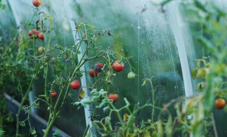 tomatoes, greenhouse, country house