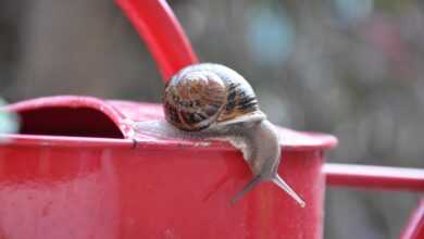 snail, watering can, garden, rain, nature, insects, autumn, watering can, watering can, watering can, watering can, watering can