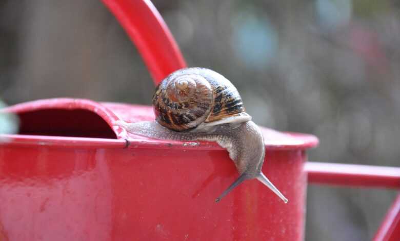 snail, watering can, garden, rain, nature, insects, autumn, watering can, watering can, watering can, watering can, watering can